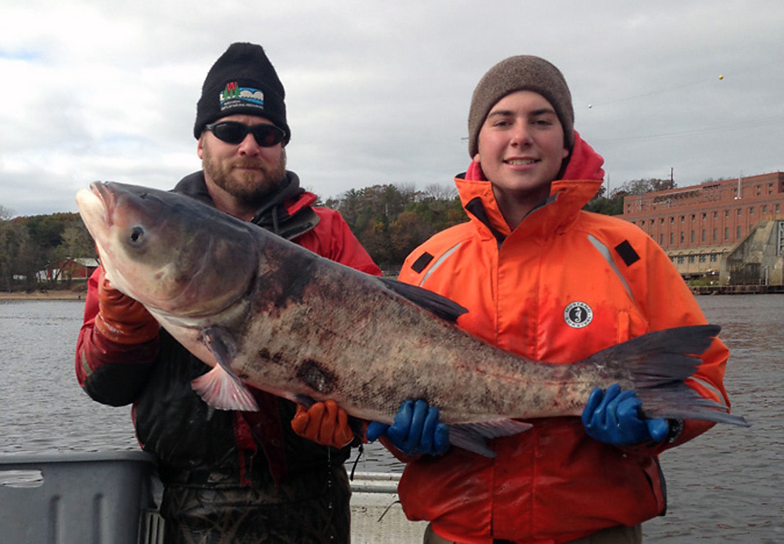 Asian carp from Lower Wisconsin River